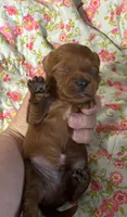 Charlie , a male Cavapoo and Poodle - Toy  for sale in Peculiar, MO – 1 of 4
