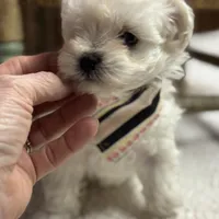 Sammy, a male Maltipoo and Poodle - Toy  for sale in Peculiar, MO – Photo 4 of 10