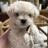 Sammy, a male Maltipoo and Poodle - Toy  for sale in Peculiar, MO – Photo 6 of 10