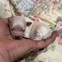 Sammy, a male Maltipoo and Poodle - Toy  for sale in Peculiar, MO – Photo 9 of 10