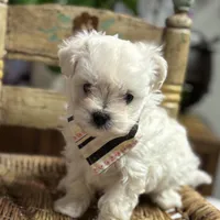 Sammy, a male Maltipoo and Poodle - Toy  for sale in Peculiar, MO – Photo 1 of 10
