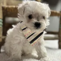 Sammy, a male Maltipoo and Poodle - Toy  for sale in Peculiar, MO – Photo 2 of 10