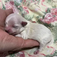 Sammy, a male Maltipoo and Poodle - Toy  for sale in Peculiar, MO – Photo 10 of 10