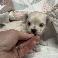 Sammy, a male Maltipoo and Poodle - Toy  for sale in Peculiar, MO – Photo 8 of 10