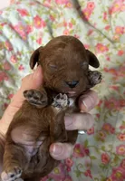 Chloe , a female Cavapoo and Poodle - Toy  for sale in Peculiar, MO – 2 of 4