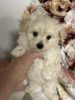 Everett, a male Maltipoo and Poodle - Toy  for sale in Peculiar, MO – 5 of 9