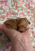 Gabriel, a male Poodle - Toy  for sale in Peculiar, MO – 2 of 6