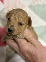 Silas, a male Maltipoo and Poodle - Toy  for sale in Peculiar, MO – 4 of 4