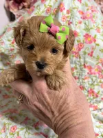 Sissy, a female Maltipoo and Poodle - Toy  for sale in Peculiar, MO – 3 of 7