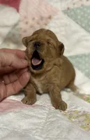 Sissy, a female Maltipoo and Poodle - Toy  for sale in Peculiar, MO – 2 of 6