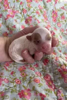 Lily, a female Maltipoo and Poodle - Toy  for sale in Peculiar, MO – 4 of 6