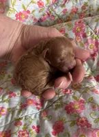 Gabriel, a male Poodle - Toy  for sale in Peculiar, MO – 3 of 4