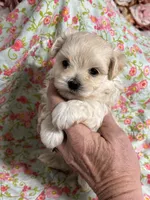 Everett, a male Maltipoo and Poodle - Toy  for sale in Peculiar, MO – 7 of 9