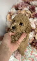 Silas, a male Maltipoo and Poodle - Toy  for sale in Peculiar, MO – 6 of 8