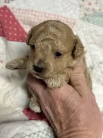 Stanley, a male Maltipoo and Poodle - Toy  for sale in Peculiar, MO – 4 of 4