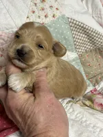 Shane, a male Maltipoo and Poodle - Toy  for sale in Peculiar, MO – 3 of 4