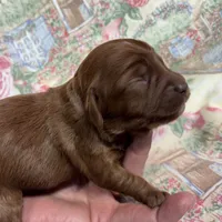 Nora, a female Cavapoo and Poodle - Toy  for sale in Peculiar, MO – Photo 10 of 10