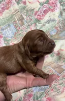 Nora, a female Cavapoo for sale in Peculiar, MO – Photo 8 of 8