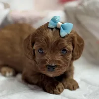 Nora, a female Cavapoo and Poodle - Toy  for sale in Peculiar, MO – Photo 7 of 10