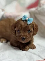 Nora, a female Cavapoo for sale in Peculiar, MO – Photo 1 of 8