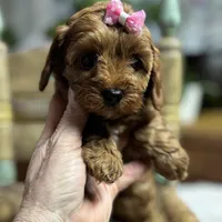 Nora, a female Cavapoo and Poodle - Toy  for sale in Peculiar, MO – Photo 3 of 10