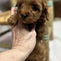 Nora, a female Cavapoo and Poodle - Toy  for sale in Peculiar, MO – Photo 2 of 10