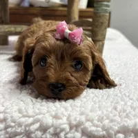 Nora, a female Cavapoo and Poodle - Toy  for sale in Peculiar, MO – Photo 5 of 10