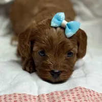 Nora, a female Cavapoo and Poodle - Toy  for sale in Peculiar, MO – Photo 8 of 10