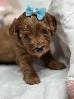 Nora, a female Cavapoo for sale in Peculiar, MO – Photo 4 of 8