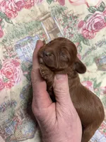 Nora, a female Cavapoo for sale in Peculiar, MO – Photo 6 of 8