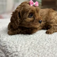 Nora, a female Cavapoo and Poodle - Toy  for sale in Peculiar, MO – Photo 6 of 10