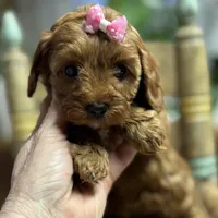 Nora, a female Cavapoo and Poodle - Toy  for sale in Peculiar, MO – Photo 4 of 10