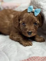 Nora, a female Cavapoo for sale in Peculiar, MO – Photo 5 of 8