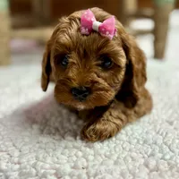 Nora, a female Cavapoo and Poodle - Toy  for sale in Peculiar, MO – Photo 1 of 10