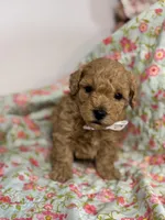 Silas, a male Maltipoo and Poodle - Toy  for sale in Peculiar, MO – 4 of 6
