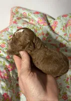 Cherry, a female Cavapoo and Poodle - Toy  for sale in Peculiar, MO – 2 of 4