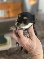 Rocket , a male Yorkshire Terrier and Morkie for sale in Peculiar, MO – 2 of 4