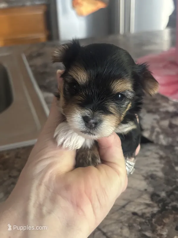 Raymond – Yorkshire Terrier, Morkie puppy for sale in Peculiar, MO
