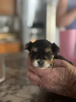 Raymond, a male Yorkshire Terrier and Morkie for sale in Peculiar, MO – 3 of 4