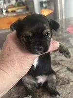 Randle, a male Yorkshire Terrier and Morkie for sale in Peculiar, MO – 3 of 4