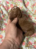 Cherry, a female Cavapoo and Poodle - Toy  for sale in Peculiar, MO – 4 of 4