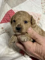 Stanley, a male Maltipoo and Poodle - Toy  for sale in Peculiar, MO – 3 of 4