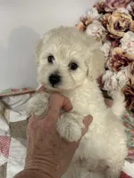 Edward, a male Maltipoo and Poodle - Toy  for sale in Peculiar, MO – 5 of 9