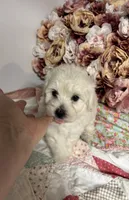 Edward, a male Maltipoo and Poodle - Toy  for sale in Peculiar, MO – 4 of 9