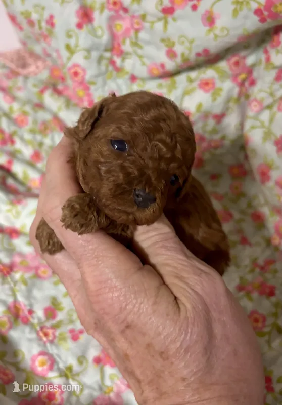 Chip – Cavapoo, Poodle - Toy  puppy for sale in Peculiar, MO