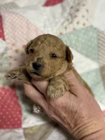 Silas, a male Maltipoo and Poodle - Toy  for sale in Peculiar, MO – 2 of 4