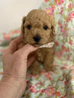 Silas, a male Maltipoo and Poodle - Toy  for sale in Peculiar, MO – 3 of 6
