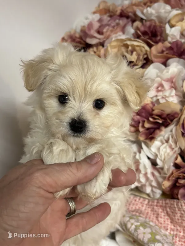 Everett – Maltipoo, Poodle - Toy  puppy for sale in Peculiar, MO