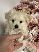 Everett, a male Maltipoo and Poodle - Toy  for sale in Peculiar, MO – 1 of 9