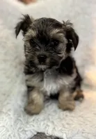 Chance, a male Morkie for sale in Peculiar, MO – Photo 3 of 8